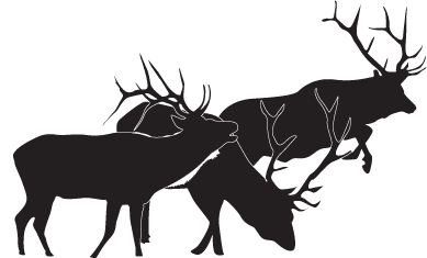 The Grazing Elk